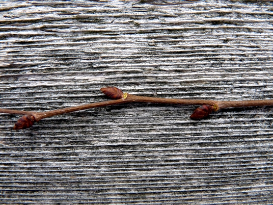 {Ulmus americana}